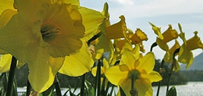 william wordsworth daffodils poem. Daffodils Poem By William